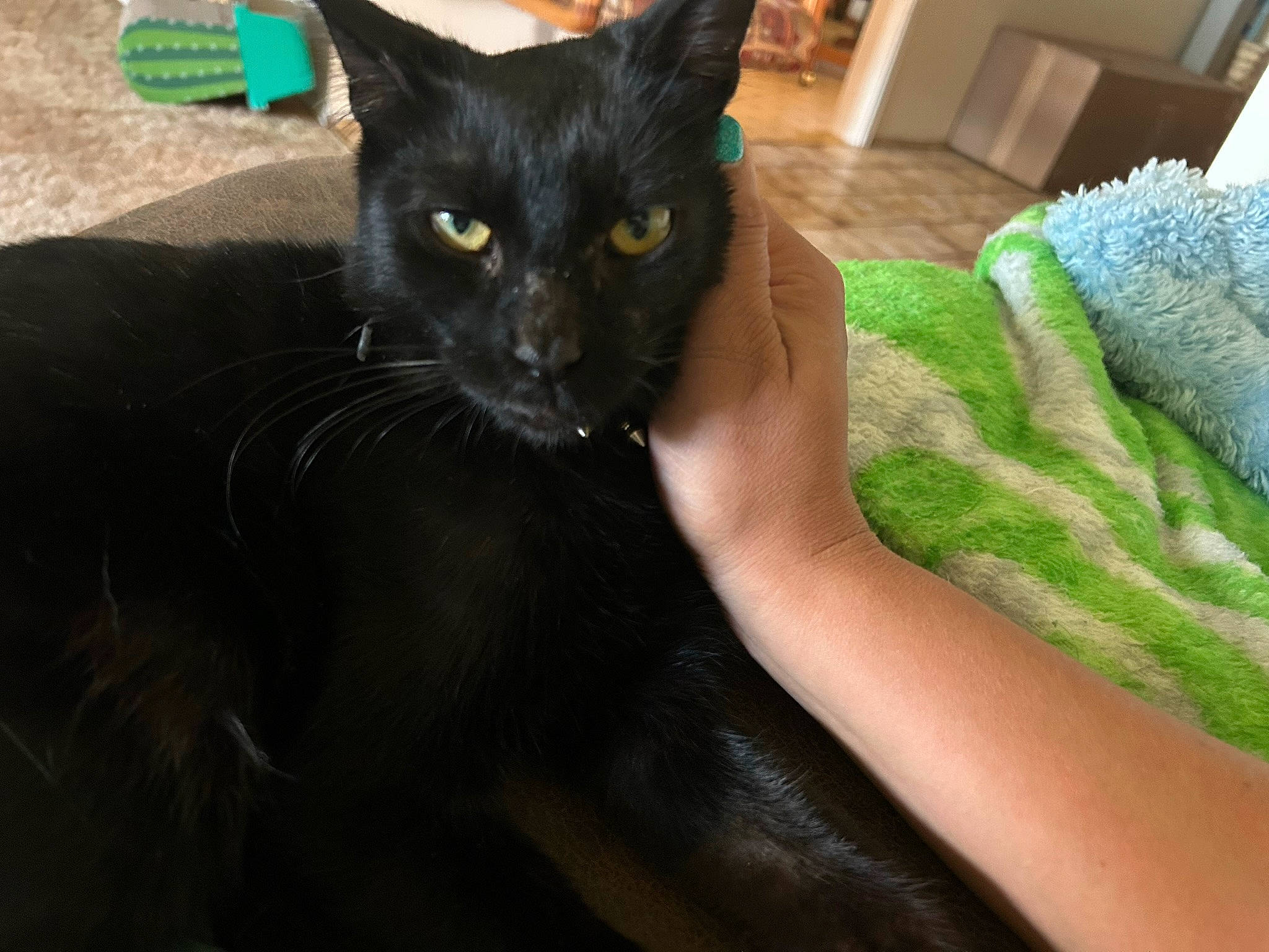 Handsome Jack is registered to the contest to win money with this photo: black_cat, bombay, carnivore, cat, claw, comfort, domestic_short_haired_cat, felidae, fur, gesture, havana_brown, human_leg, paw, small_to_medium_sized_cats, snout, tail, whiskers