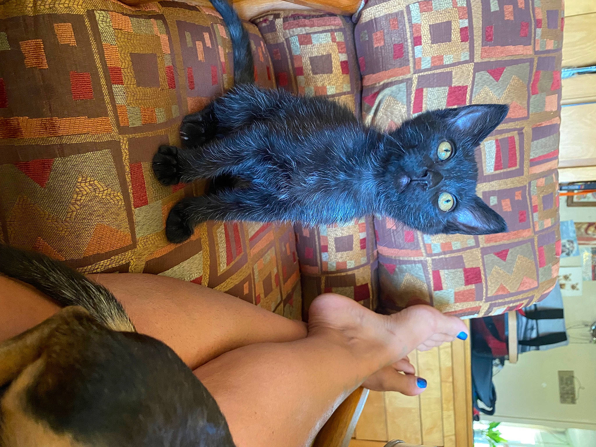 Handsome Jack is registered to the contest to win money with this photo: art, carnivore, cat, comfort, domestic_short_haired_cat, electric_blue, felidae, foot, fur, human_leg, mammal, pattern, plant, room, small_to_medium_sized_cats, tail, textile, thigh, vertebrate, whiskers