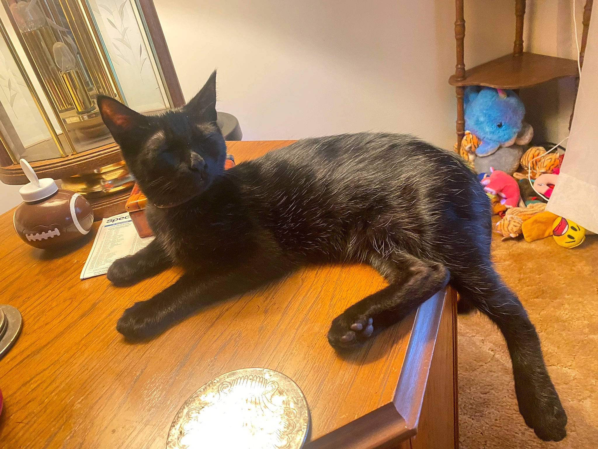 Handsome Jack joined the competition — help win amazing prizes! black_cat, bombay, carnivore, cat, chair, claw, comfort, domestic_short_haired_cat, felidae, flooring, fur, hardwood, havana_brown, kitchen_utensil, room, small_to_medium_sized_cats, table, tableware, tail, whiskers