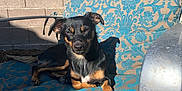 Phoebe Nyx is registered to the contest to win money with this photo: dog, outdoor, sunlight, cushion, patterned, black, tan, small_dog, relaxed, pet, animal, lounge, furniture, backyard, wall, shadow, metal_armrest, daylight, canine, resting