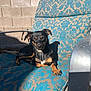 dog, outdoor, sunlight, cushion, patterned, black, tan, small_dog, relaxed, pet, animal, lounge, furniture, backyard, wall, shadow, metal_armrest, daylight, canine, resting