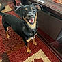 Phoebe Nyx joined the competition — help win amazing prizes! dog, black, tan, happy, smiling, pet, indoor, rug, carpet, furniture, table, wooden, tail, canine, small_dog, living_room, excited, animal, household, friendly