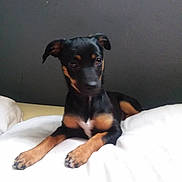 Phoebe Nyx joined the competition — help win amazing prizes! puppy, dog, black, tan, pet, animal, blanket, indoor, cute, young, lying_down, fur, ears, nails, paws, wall, bed, resting, looking, portrait