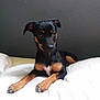 puppy, dog, black, tan, pet, animal, blanket, indoor, cute, young, lying_down, fur, ears, nails, paws, wall, bed, resting, looking, portrait