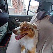 Volt a rejoint le concours — aidez-le/la à gagner de superbes lots ! animal, backseat, brown_and_white, canine, car_interior, companion, daylight, dog, domestic_animal, excited, fluffy, headrest, pet, seat_cover, side_view, street, tongue_out, urban, vehicle, window