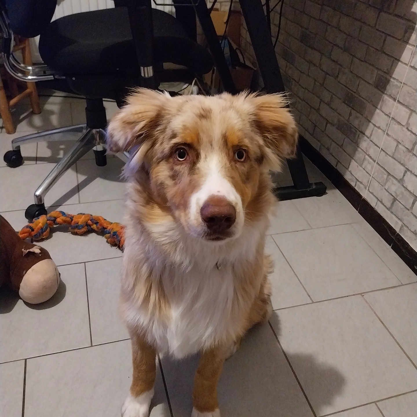 Volt a rejoint le concours — aidez-le/la à gagner de superbes lots ! accessories, animal, canine, chair, collie, desk, dog, flagstone, furniture, goldenretriever, husky, path, pet, plywood, puppy, slate, strap, table, tile, wood