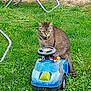 animal, cat, daylight, domestic_animal, feline, grass, grass_blades, grass_field, greenery, lawn_chair, leisure, nature, outdoor, park, pet, playful, side_view, summer, tabby_cat, toy_car