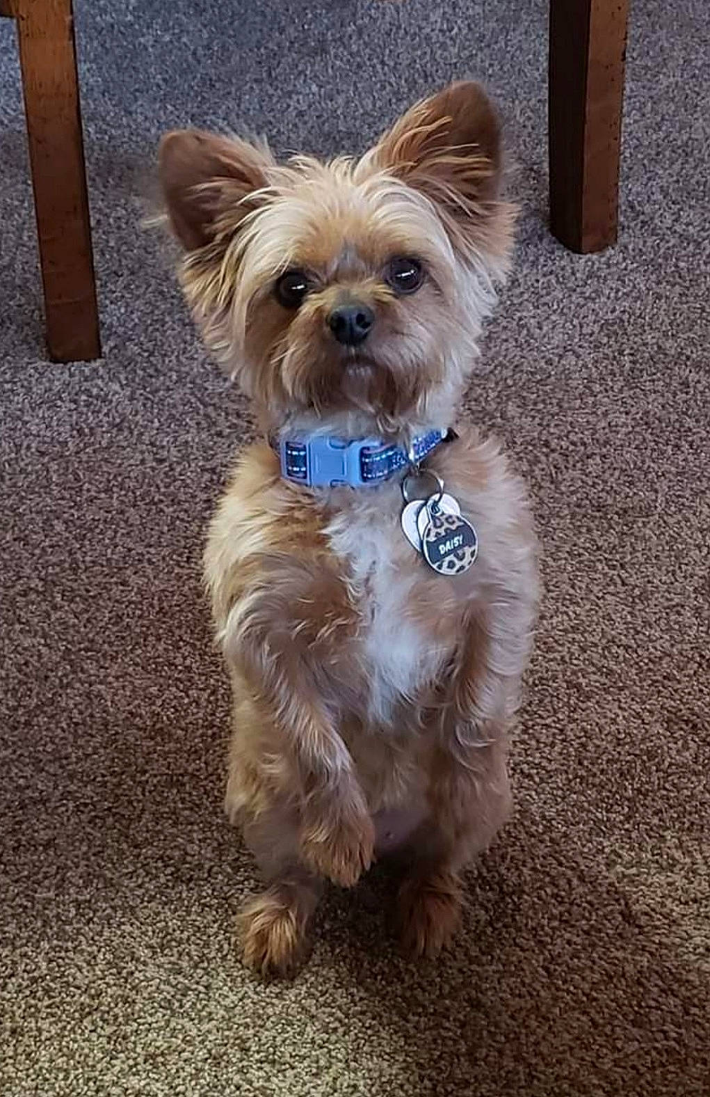 Daisy joined the competition — help win amazing prizes! carnivore, collar, companion_dog, dog, dog_breed, dog_clothes, dog_collar, dog_supply, fawn, fur, liver, road_surface, small_terrier, snout, sporting_group, terrier, toy_dog, working_animal, yorkipoo, yorkshire_terrier