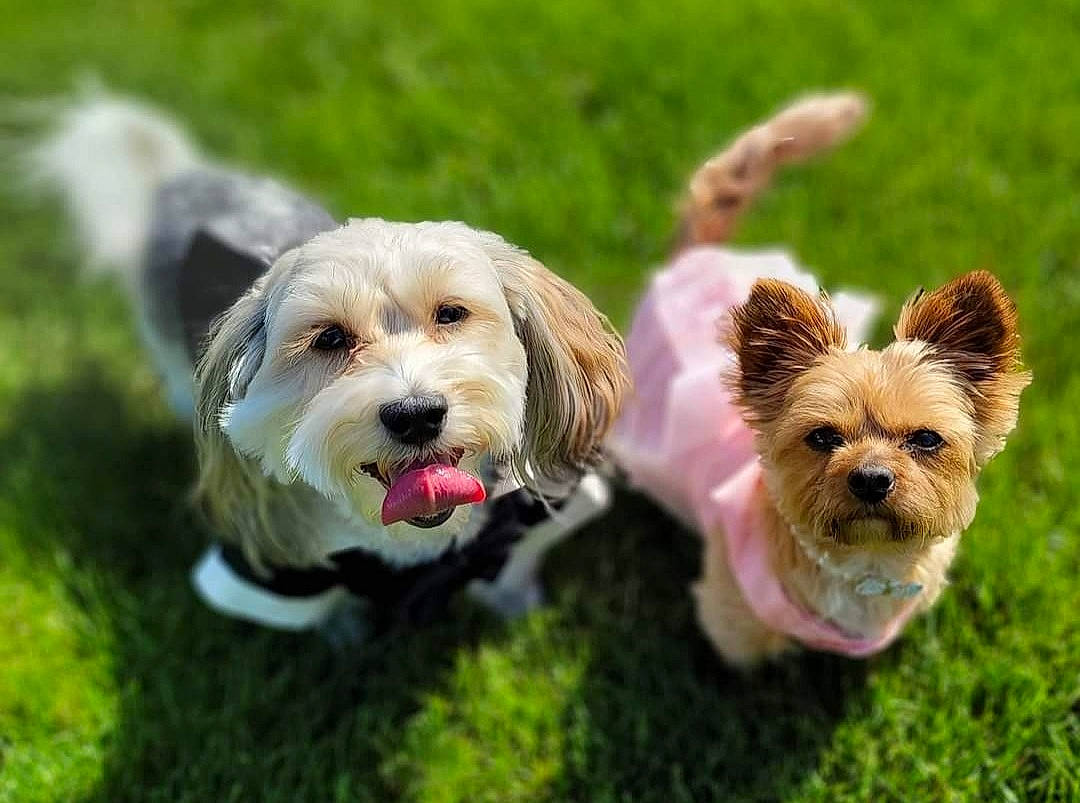 Daisy is registered to the contest to win money with this photo: canidae, carnivore, collar, companion_dog, dog, dog_breed, dog_clothes, dog_collar, dog_supply, fawn, grass, leash, pet_supply, plant, small_terrier, snout, sporting_group, toy, toy_dog, working_animal