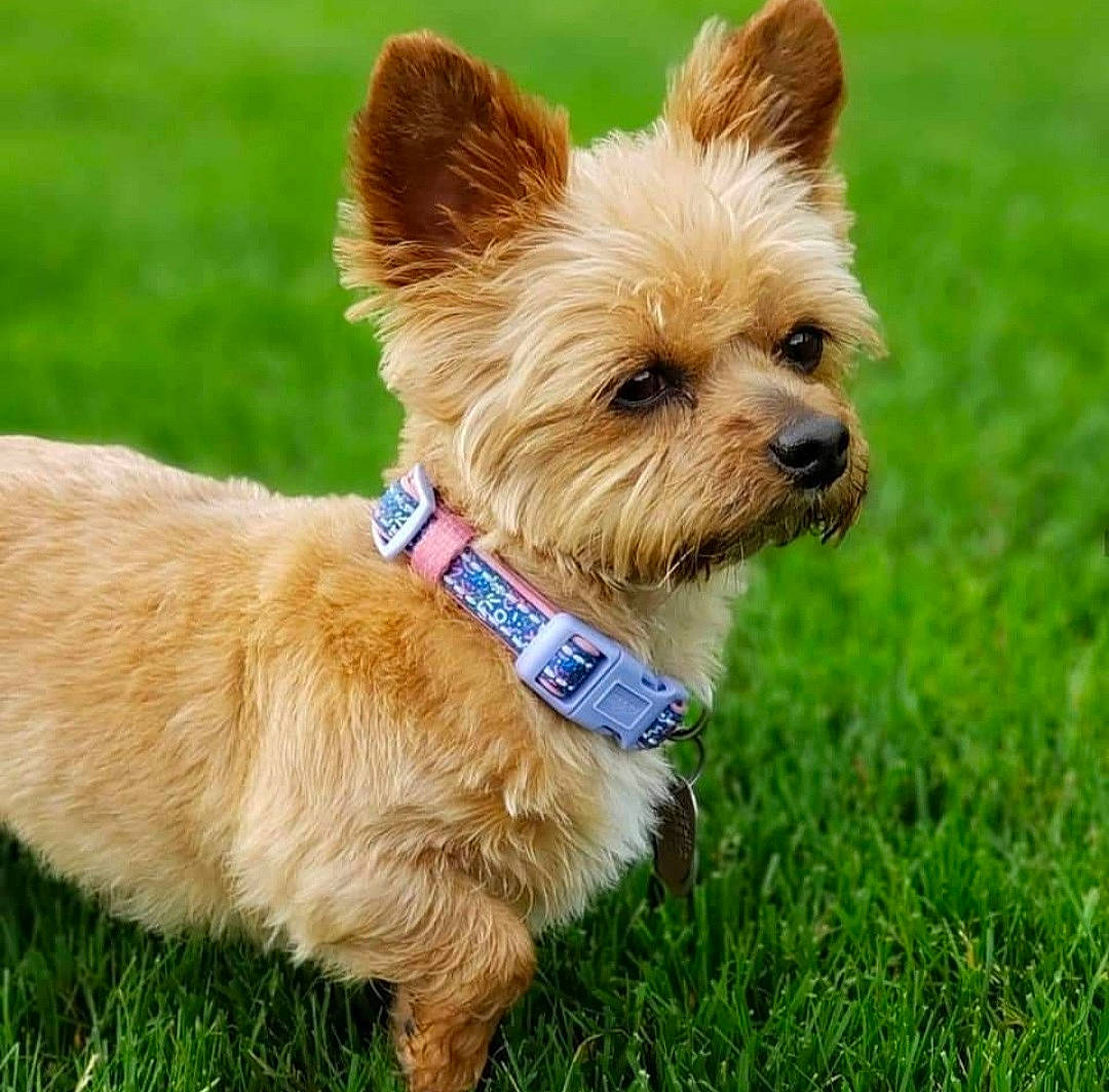 Daisy is registered to the contest to win money with this photo: canidae, carnivore, collar, companion_dog, dog, dog_breed, dog_clothes, dog_collar, dog_supply, fashion_accessory, fawn, grass, leash, liver, pet_supply, snout, sporting_group, toy_dog, water_dog, working_animal