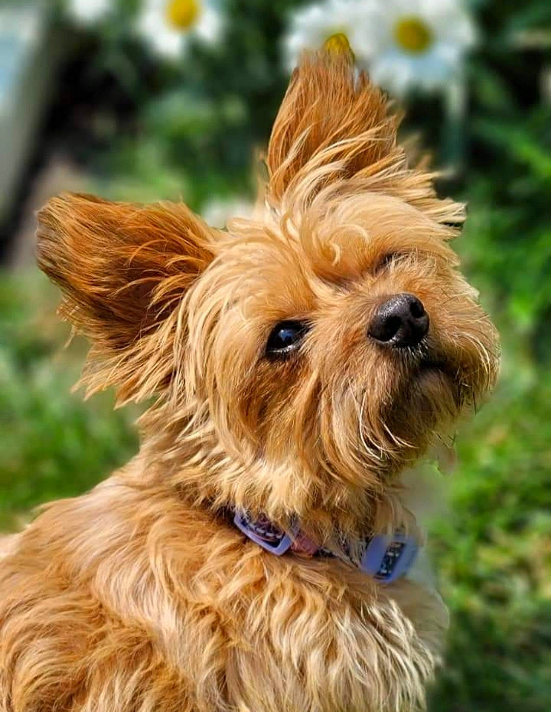 Daisy joined the competition — help win amazing prizes! canidae, carnivore, collar, companion_dog, dog, dog_breed, dog_collar, dog_supply, fashion_accessory, fawn, fur, liver, small_terrier, snout, sporting_group, terrier, toy_dog, water_dog, working_animal, yorkshire_terrier