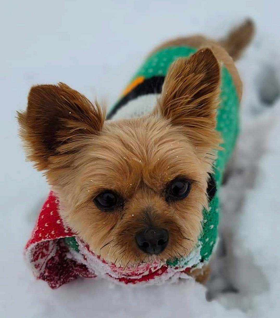 Daisy is registered to the contest to win money with this photo: canidae, carnivore, companion_dog, dog, dog_breed, dog_supply, event, fashion_accessory, fawn, fur, grass, holiday, liver, pet_supply, snout, sporting_group, terrestrial_animal, toy_dog, whiskers, working_animal