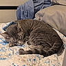 Mercury joined the competition — help win amazing prizes! cat, gray_cat, sleeping, curled_up, pet, animal, furry, whiskers, paws, tail, bed, bedroom, blanket, pillow, bedding, floral_pattern, indoors, cozy, relaxed, closeup