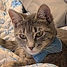 Mercury is registered to the contest to win money with this photo: cat, gray_cat, pet, animal, feline, portrait, close_up, yellow_eyes, whiskers, ears, fur, blue_accessory, bow, bed, blanket, pillow, bedding, indoor, cozy, resting