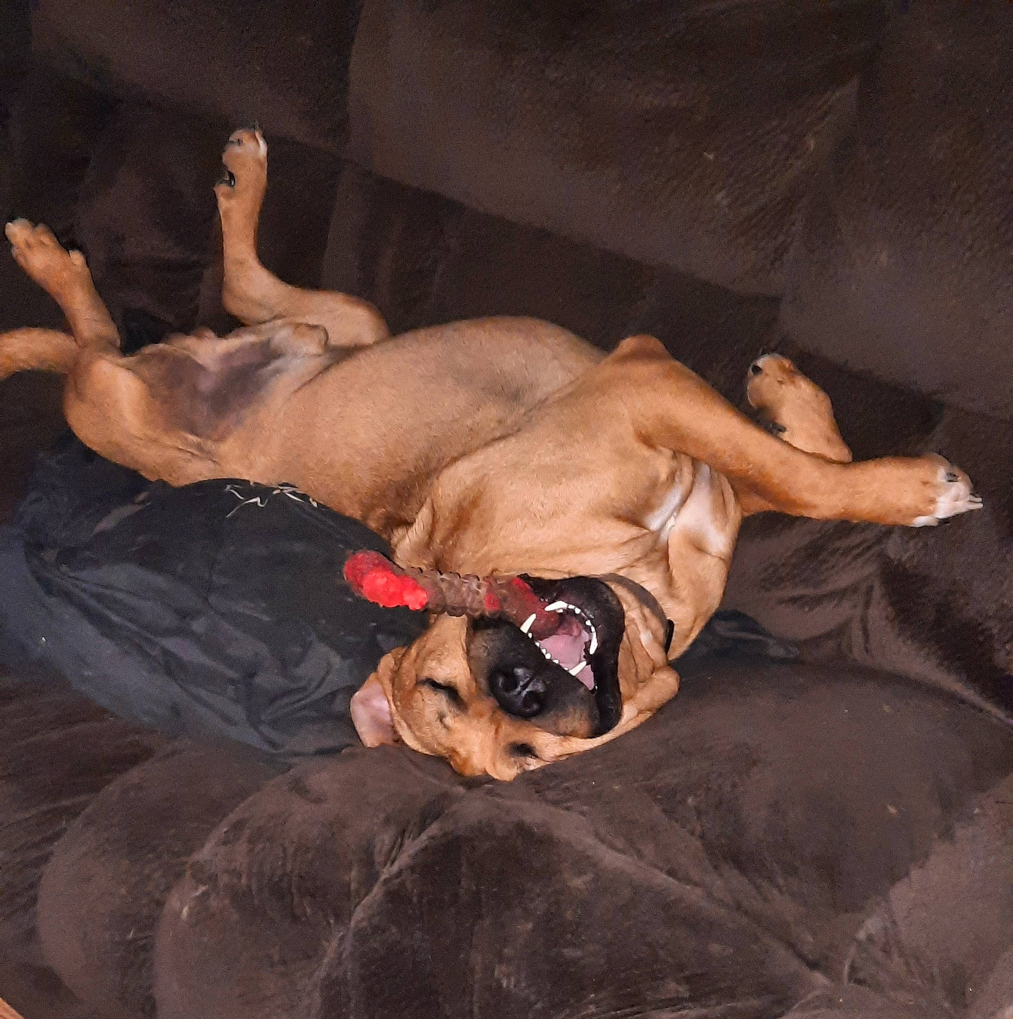 Gage joined the competition — help win amazing prizes! abdomen, barechested, boxer, canidae, carnivore, chest, comfort, companion_dog, dog, dog_breed, fawn, flash_photography, flesh, human_leg, knee, painting, snout, sporting_group, thigh, trunk