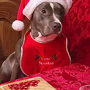 Lily is registered to the contest to win money with this photo: dog, santa_hat, red_bib, holiday, christmas, festive, table, tablecloth, indoor, decor, pet, canine, red, white, brown, food, glass, wood, celebration, seated
