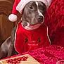 brown, canine, celebration, christmas, decor, dog, festive, food, glass, holiday, indoor, pet, red, red_bib, santa_hat, seated, table, tablecloth, white, wood