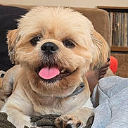 Kenneth is registered to the contest to win money with this photo: dog, small_dog, fluffy, tan_fur, tongue_out, happy, sitting, portrait, pet, indoors, living_room, blanket, couch, person, collar, paws, black_nose, brown_eyes, cozy, photography