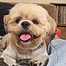 dog, small_dog, fluffy, tan_fur, tongue_out, happy, sitting, portrait, pet, indoors, living_room, blanket, couch, person, collar, paws, black_nose, brown_eyes, cozy, photography