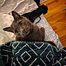 cat, gray_cat, pet, animal, feline, wide_eyed, whiskers, pointed_ears, portrait, indoor, bed, blanket, bedding, pillow, rug, hardwood_floor, home, cozy, close_up, looking_at_camera