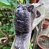 cat, gray_cat, pet, animal, garden, outdoor, plants, leaves, flowers, terracotta_pots, wooden_plank, balcony, patio, portrait, close_up, sitting, relaxed, collar, whiskers, natural_light