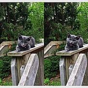 Kiwi joined the competition — help win amazing prizes! cat, gray_cat, kitten, animal, pet, feline, outdoor, garden, forest, trees, greenery, wooden_railing, wood, deck, portrait, sitting, looking_at_camera, tongue_out, open_mouth, funny_expression