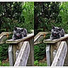 cat, gray_cat, kitten, animal, pet, feline, outdoor, garden, forest, trees, greenery, wooden_railing, wood, deck, portrait, sitting, looking_at_camera, tongue_out, open_mouth, funny_expression