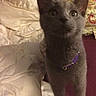 cat, gray_cat, kitten, animal, pet, standing, bed, bedding, blanket, pillow, paisley, bedroom, indoors, portrait, front_view, upright_tail, collar, purple_collar, fur, cute