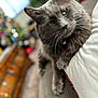 blurred_background, bokeh, cat, close_up, collar, couch, cozy, furniture, furry, gray_cat, green_eyes, indoor, paws, pet, portrait, relaxed, sofa, whiskers, window_blinds, wooden_dresser