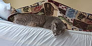 Jynx joined the competition — help win amazing prizes! animal, blanket, cat, comfort, cozy, domestic_cat, feline, fur, gray_cat, home, indoor, mattress, nap, patterned_blanket, pet, quiet, relaxation, resting, sleep, sleeping
