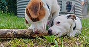 Eywa a rejoint le concours — aidez-le/la à gagner de superbes lots ! animal, brown, closeup, collar, curious, cute, daylight, dogs, grass, greenery, nature, outdoor, pets, playful, puppies, resting, sniffing, stick, white, young