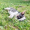 Eywa a rejoint le concours — aidez-le/la à gagner de superbes lots ! animal, background_blur, canine, closeup, curious, cute, dog, ears, grass, greenery, lying_down, nature, outdoor, pet, playful, puppy, relaxed, snout, summer, young