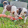 Eywa a rejoint le concours — aidez-le/la à gagner de superbes lots ! animal, backyard, closeup, curious, daylight, dog, ears, fur, grass, greenery, nature, outdoor, pet, playful, puppy, rope_toy, sniffing, tail, toy, young