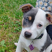 Eywa participe au concours pour gagner de l'argent avec cette photo : puppy, dog, grass, outdoor, collar, tag, pet, cute, young, animal, face, ears, white, black, brown, person, clothing, pattern, daisy, nature