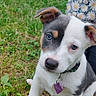puppy, dog, grass, outdoor, collar, tag, pet, cute, young, animal, face, ears, white, black, brown, person, clothing, pattern, daisy, nature