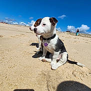 Eywa a rejoint le concours — aidez-le/la à gagner de superbes lots ! animal, beach, blue_sky, clouds, collar, cute, daylight, dog, landscape, nature, outdoor, pet, playful, puppy, sand, sky, summer, sunny, two_dogs, walking_person