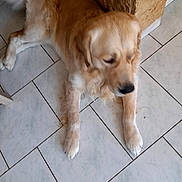 Sultan Muzyk a rejoint le concours — aidez-le/la à gagner de superbes lots ! dog, golden_retriever, pet, canine, lying_down, fluffy, golden_fur, sleepy, black_nose, paws, long_hair, indoor, tile_floor, home, resting, portrait, animal, cute, relaxed, photography