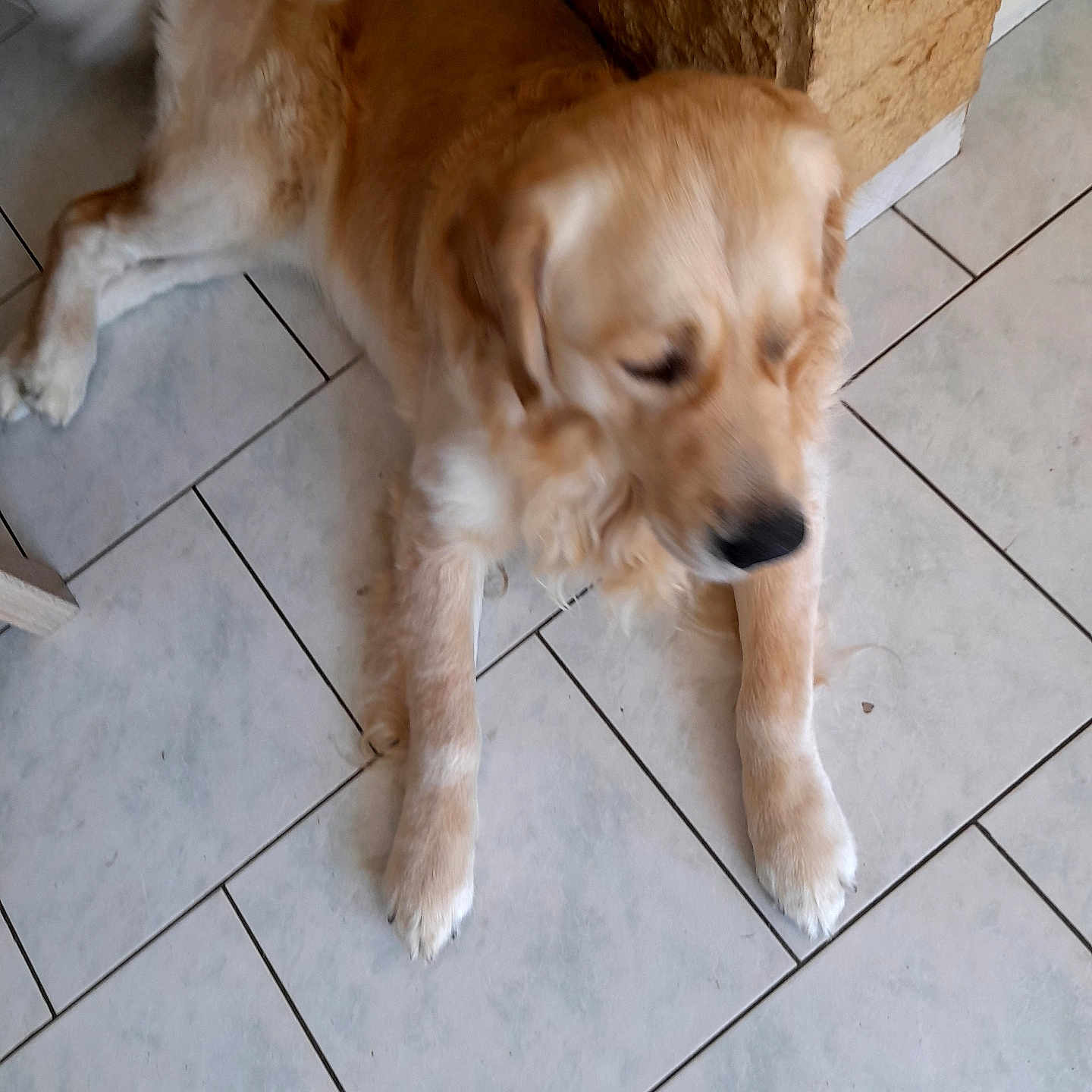 Sultan Muzyk a rejoint le concours — aidez-le/la à gagner de superbes lots ! dog, golden_retriever, pet, canine, lying_down, fluffy, golden_fur, sleepy, black_nose, paws, long_hair, indoor, tile_floor, home, resting, portrait, animal, cute, relaxed, photography