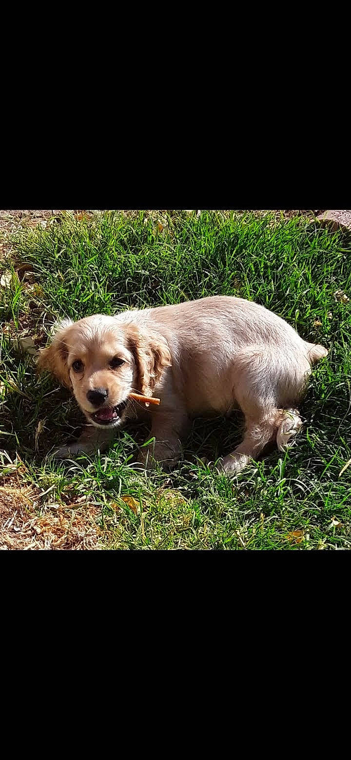 Buster Brown is registered to the contest to win money with this photo: canidae, carnivore, companion_dog, dog, dog_breed, fawn, fur, grass, gun_dog, happy, labrador_retriever, liver, plant, puppy, puppy_love, retriever, snout, sporting_group, terrestrial_animal, working_animal