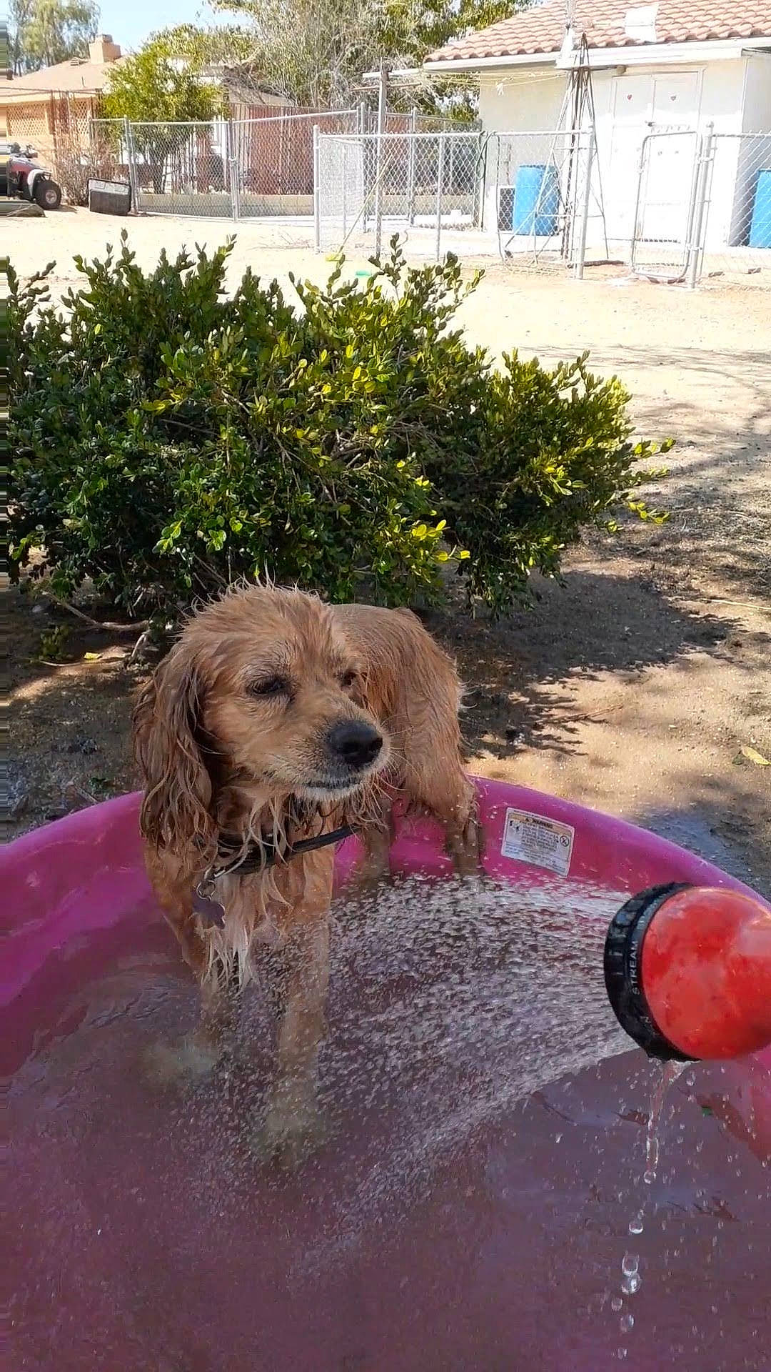Buster Brown is registered to the contest to win money with this photo: bathing, canidae, carnivore, companion_dog, dog, dog_breed, fawn, fun, grass, gun_dog, leisure, liver, plant, recreation, spaniel, sporting_group, terrier, water, window, working_animal