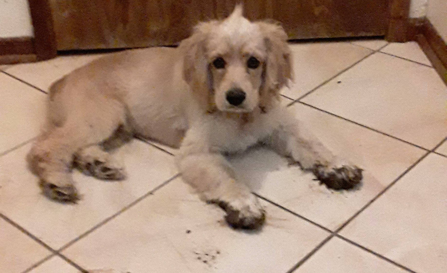 Buster Brown joined the competition — help win amazing prizes! briquet_griffon_vendeen, canidae, carnivore, companion_dog, dog, dog_breed, flooring, fur, labradoodle, maltepoo, paw, poodle_crossbreed, small_terrier, sporting_group, tail, terrestrial_animal, terrier, toy_dog, water_dog, working_animal