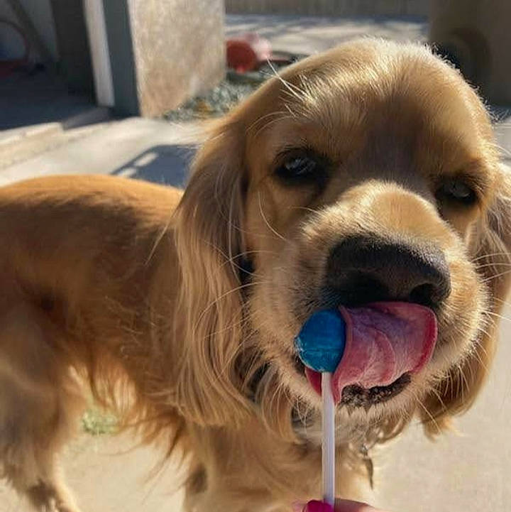 Buster Brown joined the competition — help win amazing prizes! canidae, carnivore, collar, companion_dog, dog, dog_breed, dog_collar, dog_supply, ear, fashion_accessory, fawn, fur, gun_dog, happy, liver, smile, snout, sporting_group, whiskers, working_animal