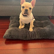 Spike is registered to the contest to win money with this photo: french_bulldog, puppy, dog, sweater, cushion, floor, wooden_floor, indoor, pet, cute, small_dog, sitting, cozy, couch, living_room, fur, animal, portrait, young_dog, domestic_animal