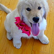 Layla is registered to the contest to win money with this photo: puppy, dog, golden_retriever, tongue_out, pink_bow, wooden_floor, pet, cute, fluffy, sitting, indoor, smiling, young_dog, animal, domestic_animal, adorable, playful, friendly, canine, fur