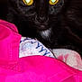 cat, black_cat, yellow_eyes, close_up, fabric, pink_cloth, blanket, cozy, indoor, pet, animal, feline, fur, whiskers, resting, portrait, cute, domestic_cat, soft_texture, curious