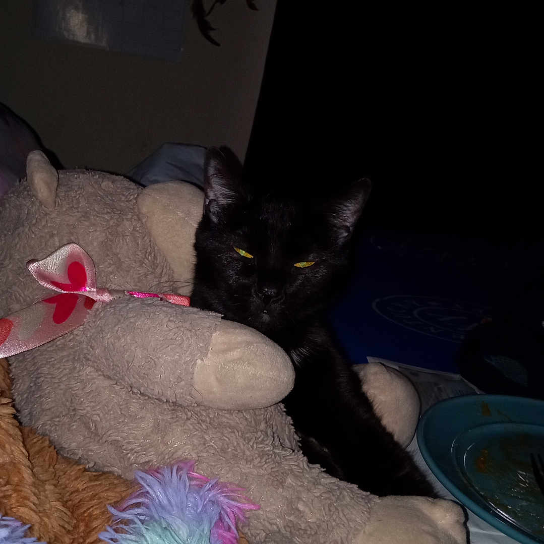 Midnight joined the competition — help win amazing prizes! black_cat, blanket, calendar, colorful, cozy, dark_background, dining, domestic, fabric, feline, fork, household_items, indoor, pink_ribbon, plate, plush, resting, soft_toys, stuffed_animals, table