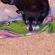 Harley Ray is registered to the contest to win money with this photo: animal, black_dog, blanket, carpet, companion, cozy, curious, cute, dog, domestic, ears, floor, fur, home, indoor, laying_down, looking_up, pet, resting, small_dog