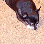 Harley Ray is registered to the contest to win money with this photo: dog, small_dog, black_dog, white_markings, carpet, indoor, pet, animal, lying_down, quiet, calm, floor, fur, ears, snout, domestic_animal, companion, resting, cute, canine