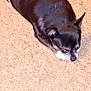 Harley Ray joined the competition — help win amazing prizes! dog, small_dog, black_dog, white_markings, carpet, indoor, pet, animal, lying_down, quiet, calm, floor, fur, ears, snout, domestic_animal, companion, resting, cute, canine