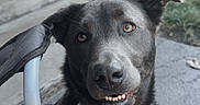 Dallas joined the competition — help win amazing prizes! animal, black_dog, brick_wall, brown_eyes, canine, chair, collar, concrete, cute, daylight, dog, ears, face, grass, outdoor, pet, sidewalk, sitting, smiling_dog, yard